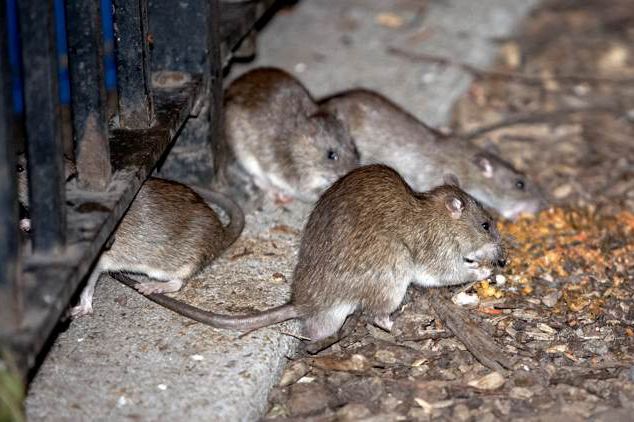 Just one of many, many, many photos of the rats in Tompkins Square Park on Neither More Nor Less.